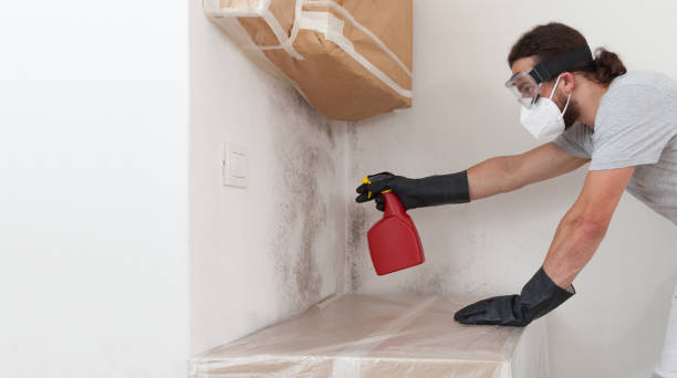 Professional Mold Cleanup technician working in Northport, NY