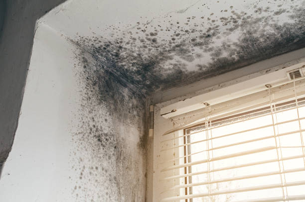 Affordable Mold Cleanup solutions in Northport, NY